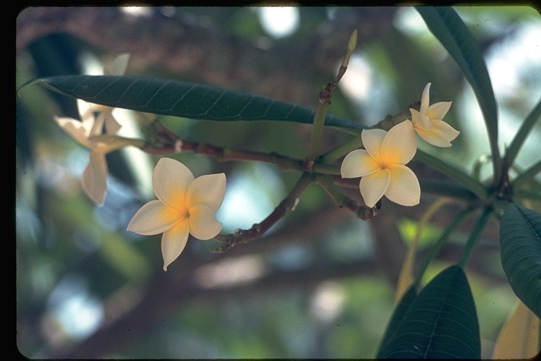 Слика од Plumeria rubra L.