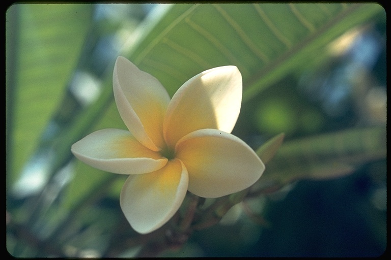 Слика од Plumeria rubra L.