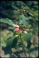 Imagem de Euphorbia heterophylla var. cyathophora (Murray) Griseb.