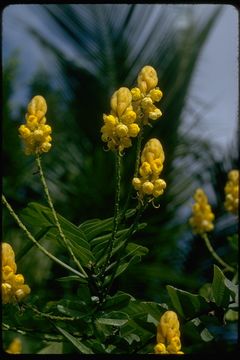 Image of Candelabra Bush