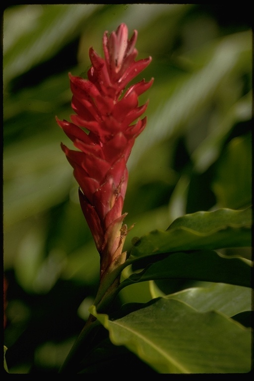 Imagem de Alpinia purpurata (Vieill.) K. Schum.