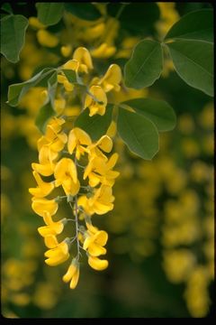 Image of Laburnum