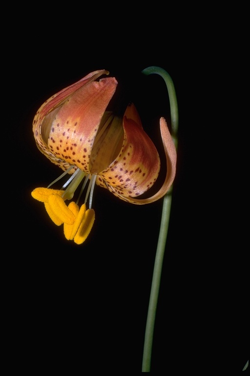 Lilium pardalinum Kellogg resmi