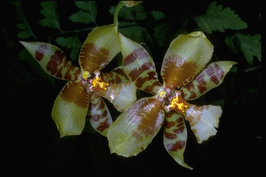 Plancia ëd Rossioglossum williamsianum (Rchb. fil.) Garay & G. C. Kenn.