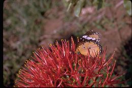 Image of Katherine Blood-lily