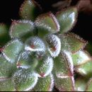 Image of Echeveria pulvinata Rose