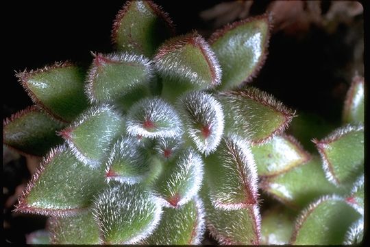 Image of Echeveria pulvinata Rose