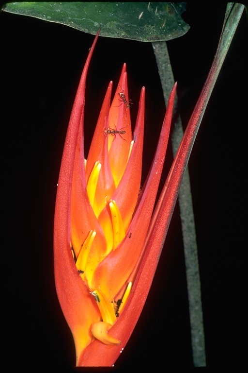 صورة Heliconia densiflora Verl.