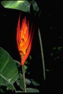 صورة Heliconia densiflora Verl.