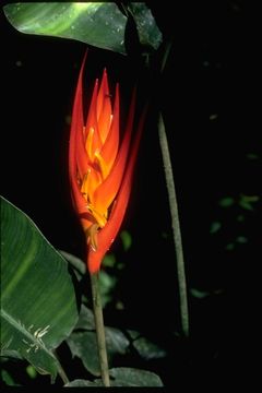 Image de Heliconia densiflora Verl.