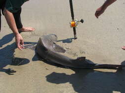 Image of hound sharks