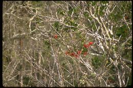 Imagem de Casimiroa edulis Llave & Lex.