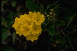 Image of Yellow geiger