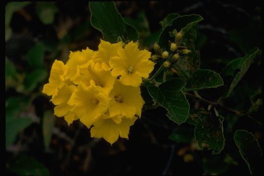 Image of Yellow geiger