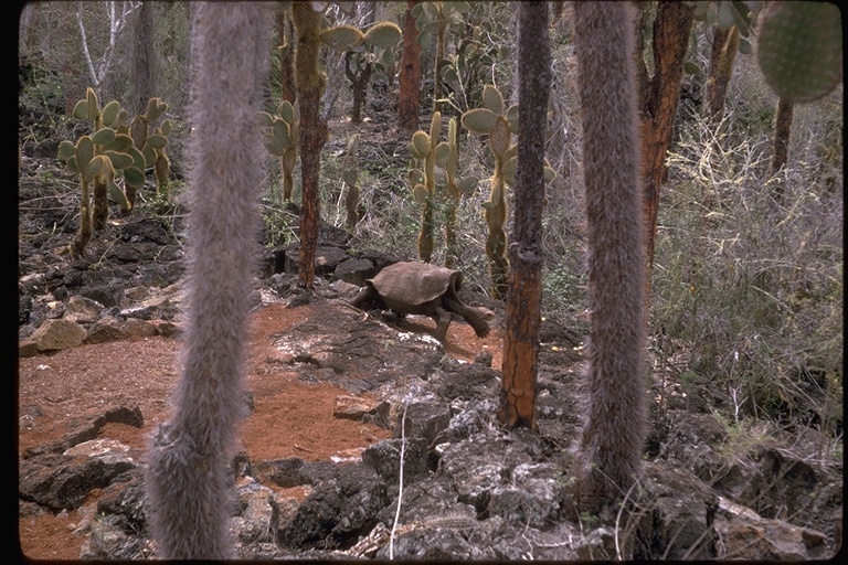 Image of Galapagos giant tortoise