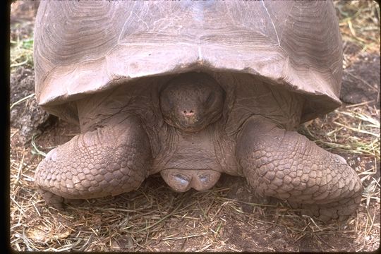 Image of Galapagos giant tortoise