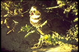 Image of Burrowing Owl