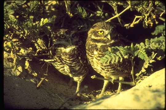 Image of Burrowing Owl