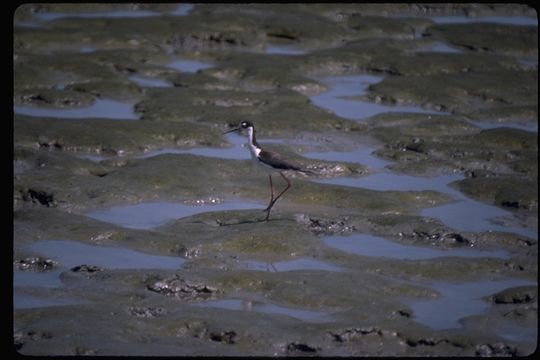 Image of Black-necked Stilt