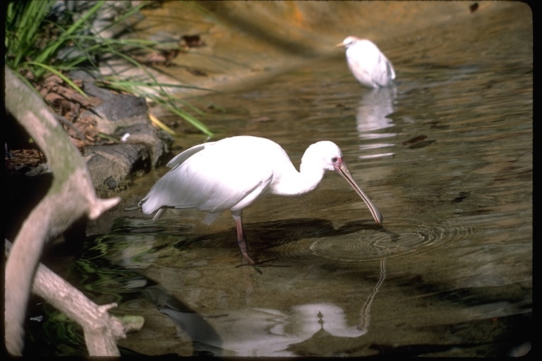 Image of African Spoonbill