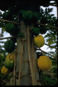 Image of papaya