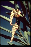 Image de Alpinia zerumbet (Pers.) B. L. Burtt & R. M. Sm.