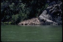 Image of American Beaver