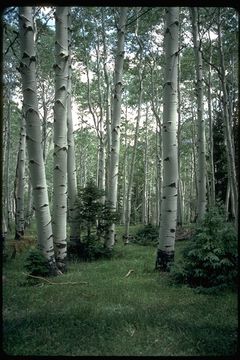 Image of quaking aspen