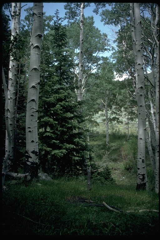 Image of quaking aspen