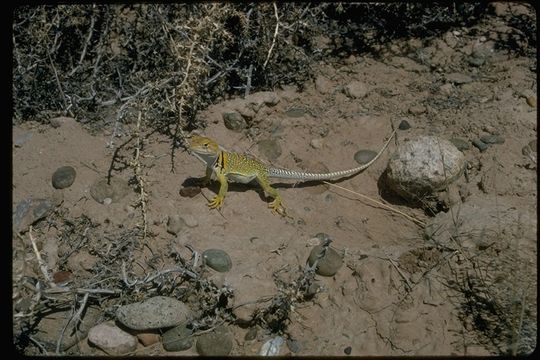 Image of Eastern Collared Lizard