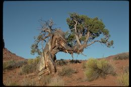 Image of Bigberry Juniper