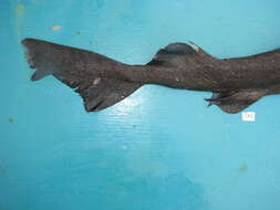 Image of gulper shark