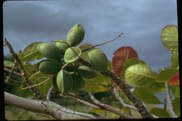 Image of tropical-almond