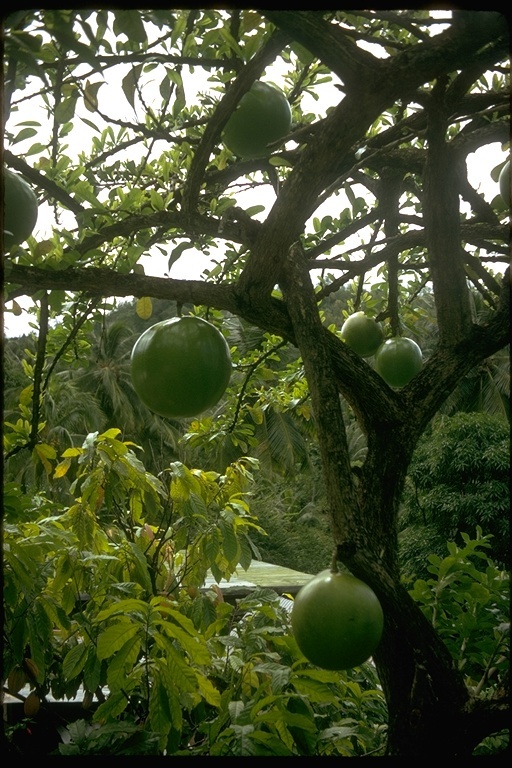 Image of common calabash tree