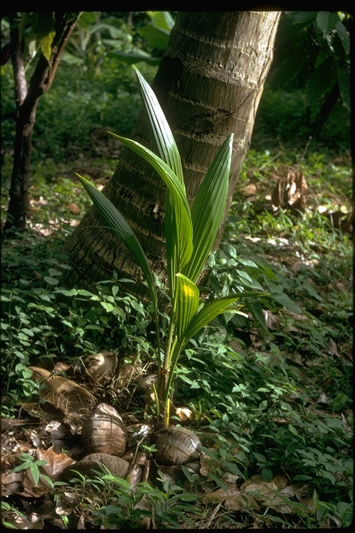 Image of Coconut