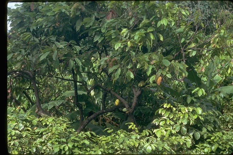 Image of Cacao
