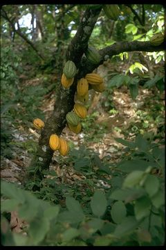 Image of cacao