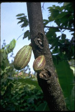 Image of cacao