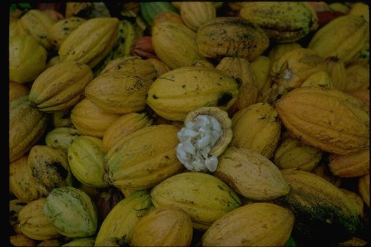 Image of cacao