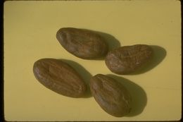 Image of Cacao