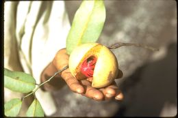 Image of nutmeg