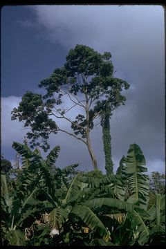 Imagem de Cecropia