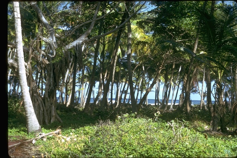 Image of Coconut