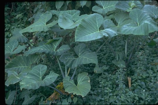 Image of arrowleaf elephant's ear