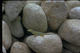 Image of Grenada tree anole