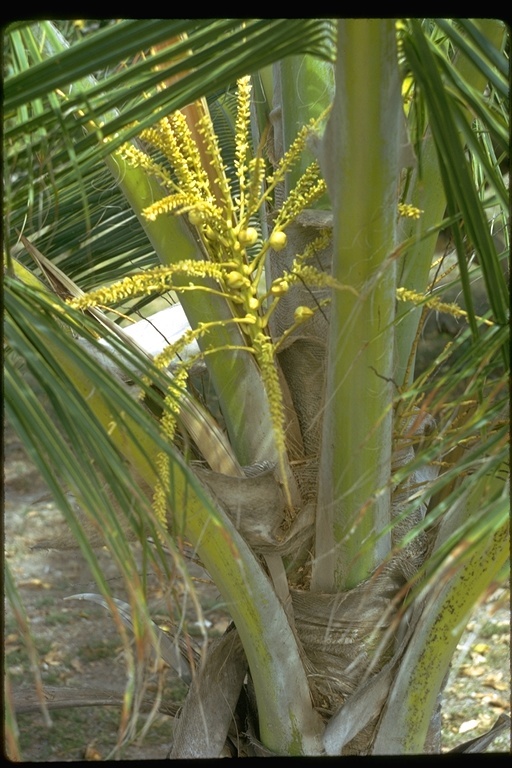 Image of Coconut