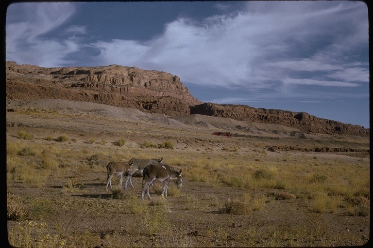 Image of Ass -- Feral donkey