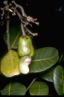 Image of cashew