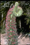 Image of Echium wildpretii H. H. W. Pearson ex Hook. fil.