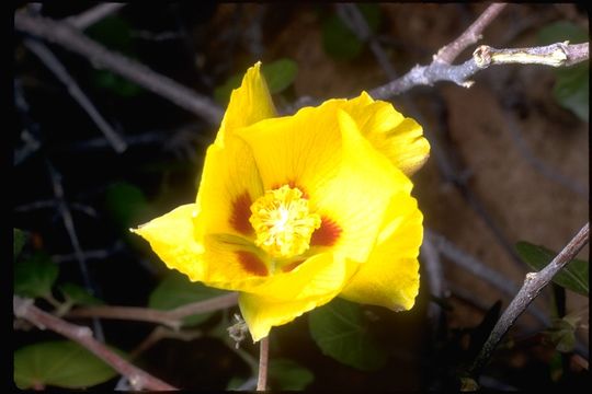 Image of upland cotton